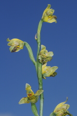 Chloraea