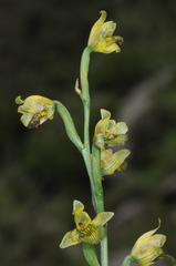 Chloraea