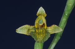 Chloraea