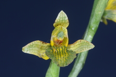 Chloraea