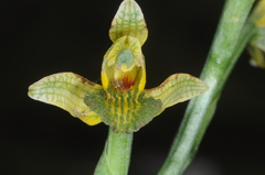 Chloraea