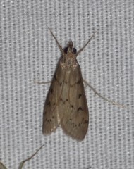 Blepharomastix haedulalis