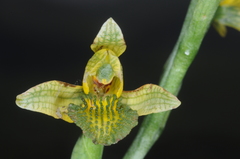 Chloraea