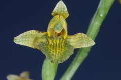 Chloraea