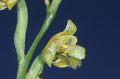 Chloraea