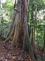 Paramachaerium gruberi