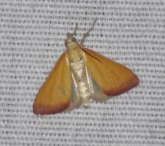 Xanthostege roseiterminalis