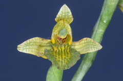 Chloraea