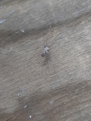 Physocyclus