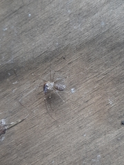 Physocyclus