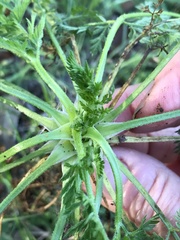 Torilis nodosa