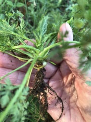 Torilis nodosa