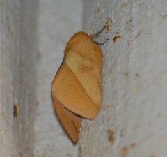 Syssphinx blanchardi