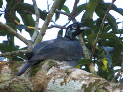 Gymnoderus foetidus