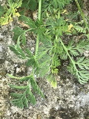 Torilis nodosa