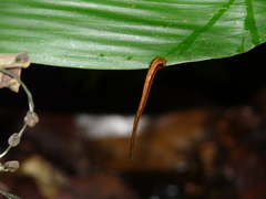 Haemadipsa zeylanica