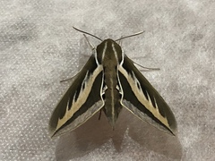 Hyles euphorbiarum