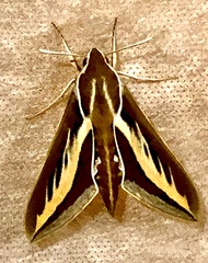 Hyles euphorbiarum