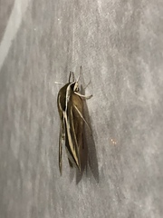 Hyles euphorbiarum