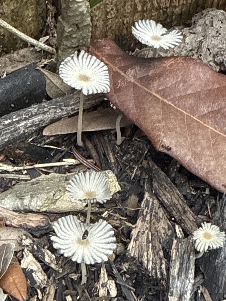 Parasola plicatilis · April 2026 · photo: © beth_snow (iNaturalist, cc-by)