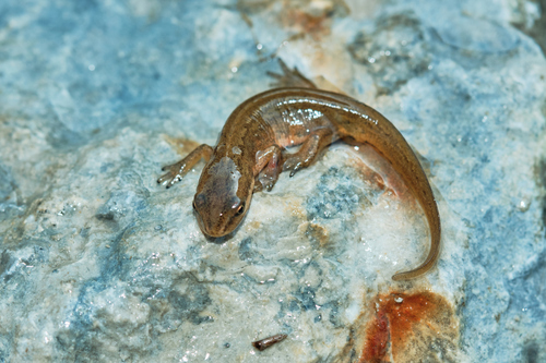 Caucasian Smooth Newt