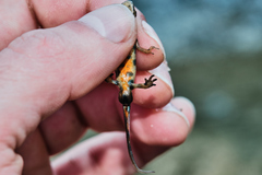 Lissotriton lantzi