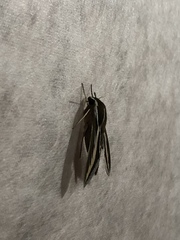 Hyles euphorbiarum