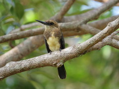 Brachygalba lugubris