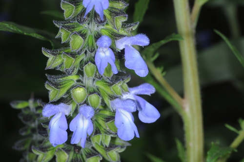 Image of Salvia stachydifolia by (c) aacocucci, some rights reserved (CC BY)