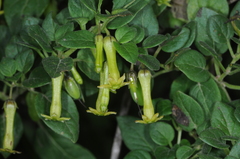 Salpichroa tristis