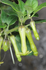 Salpichroa tristis