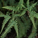 Drooping Forked Fern - Photo (c) Wildlife Travel, some rights reserved (CC BY-NC-ND)