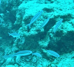 Pterocaesio trilineata