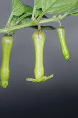 Salpichroa tristis