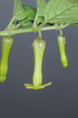 Salpichroa tristis