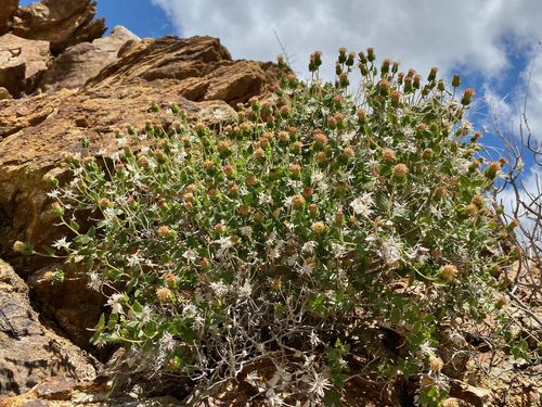 Attractive brickellbush (Brickellia atractyloides)