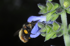 Bombus opifex