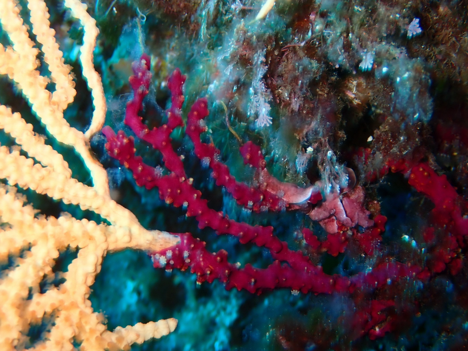 Alcyonium coralloides (Pallas, 1766)