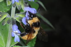 Bombus opifex