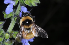 Bombus opifex