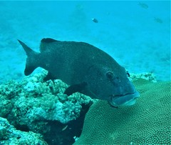 Twostripe Sweetlips photo 5