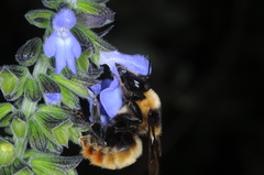 Bombus opifex
