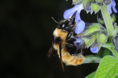 Bombus opifex