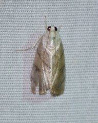 Leucocnemis perfundis