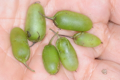 Salpichroa tristis
