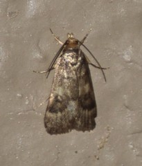 Loxostegopsis polle