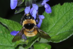 Bombus opifex