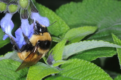 Bombus opifex