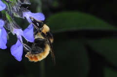 Bombus opifex