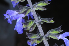 Salvia stachydifolia